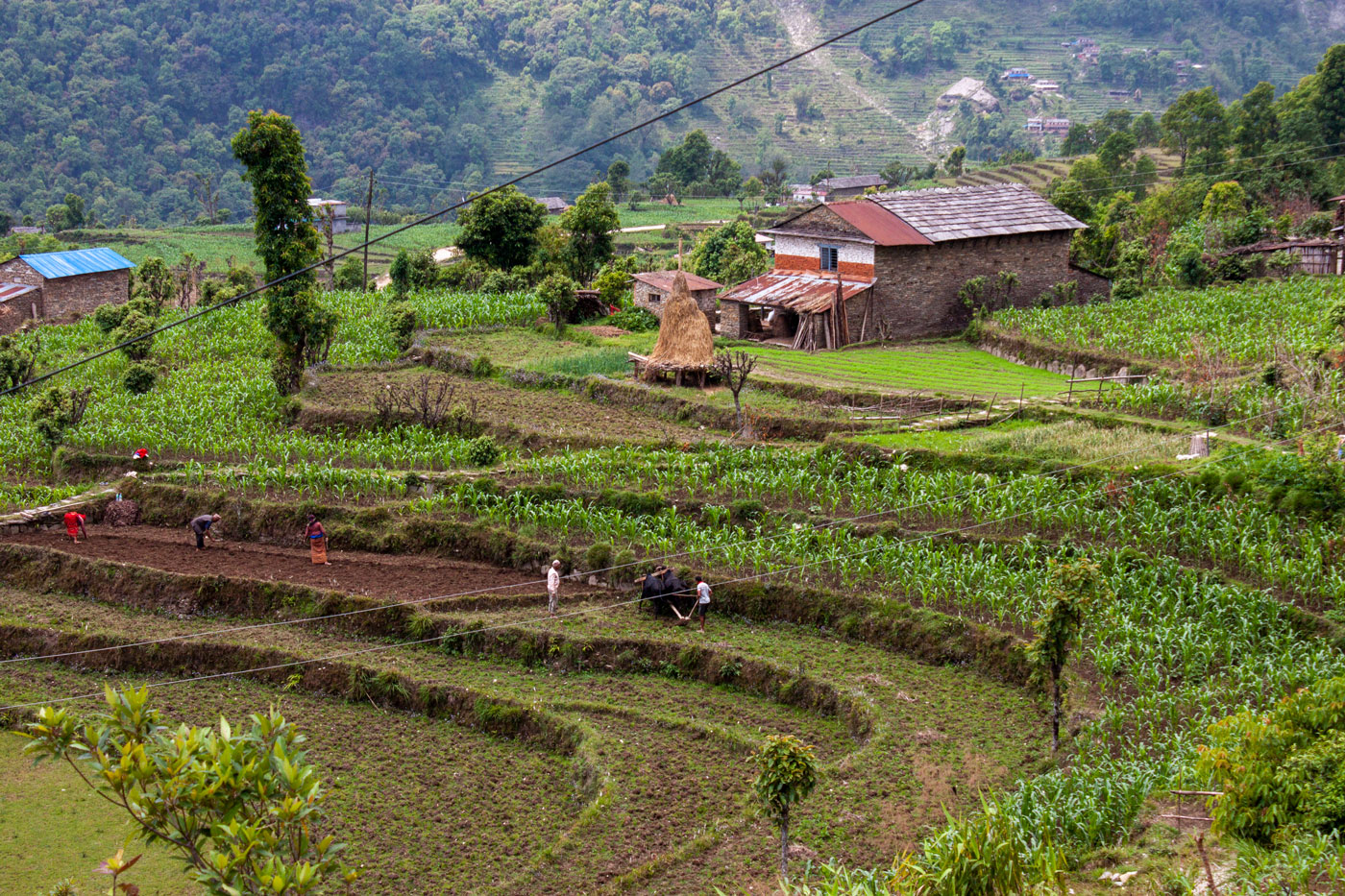 cursusillustrerenmetkrijt